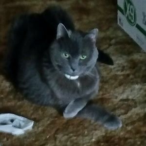 Meet your Posher, Judy